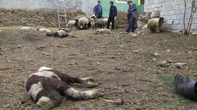 Van'da Yaban Hayvan Saldırına Uğrayan 12 Kuzu Telef Olurken, 16 Kuzu İse Yaralandı