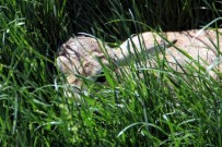 Anadolu Harikalar Diyarı'nda Yavru Ceylan Sevinci