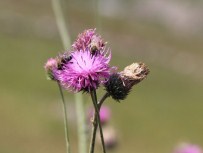 Anzer Balı'nın Bu Yıl Kilogram Fiyatı 850 TL