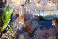 JEOLOJI - Batmanlı Çiftçi Tarlasında Su Ararken Petrol Buldu