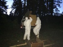 Orman Zararlılarına Karşı Biyolojik Mücadele