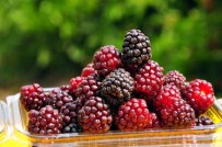 Osmaniye'de Erkenci Böğürtlen Üreticisini Sevindiriyor