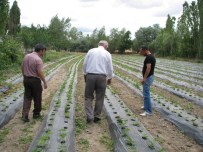 Yozgat'ta Çilek Bahçeleri Oluşturuluyor