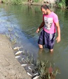 ÖLÜ BALIK - Çanakkale'de Balık Ölümleri