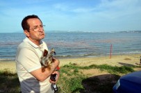 DENİZ KİRLİLİĞİ - Erdek'te Deniz Kızıla Boyandı