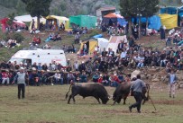 KıLıÇKAYA - Marant Boğa Güreşleri Yapıldı