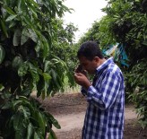 Turunçgil Unlu Bit Zararlısı İle Mücadele Başladı