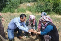 TERMİK SANTRAL - Yırca'da Zafer Ağaçları Dikildi