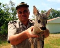 KEÇİ SÜTÜ - Karaca Yavrusu Keçi Sütü İle Beslenecek