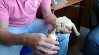 KÖPEK YAVRUSU - Minik Köpeklere Devlet Şefkati