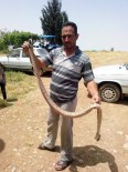 İBRAHIM KARA - Şanlıurfa'da İki Metre Uzunluğunda Yılan Öldürüldü