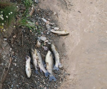 Tokat'taki Balık Ölümlerinde 'Tarım İlacı' Şüphesi