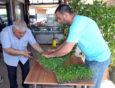 Yalova'da 350 Bin Domates Ve Biber Fidesi Dağıtıldı