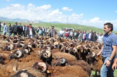 35 Besiciye 231 Damızlık Koç Dağıtımı Yapıldı