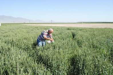 Karaman'da Süneye Karşı Faydalı Böcek Salımı Yapıldı