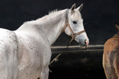Mahmudiye'deki Ilgı AT Tavlası Törenle Açıldı