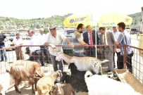 BİTKİSEL ÜRÜNLER - MHP Adayı Akıllı, Kepez Hayvan Pazarında Besicilerin Sorunlarını Dinledi