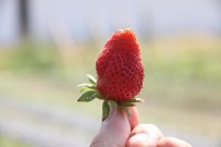 ERDOĞAN KANYıLMAZ - Saruhanlı'da Çilek Geçim Kaynağı Olacak