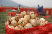 SOĞAN ÜRETİCİLERİ - Ceyhan'da Kuru Soğan Hasadı
