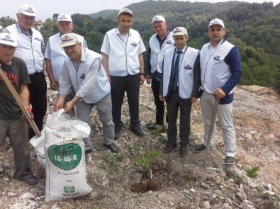 Fatsa'da Ceviz Fidanı Dikimi