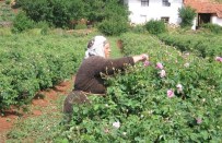 Gül Üreticisi Kilo Başına Destek İstiyor