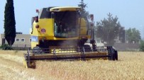 Hatay'da Buğday Hasadı Başladı
