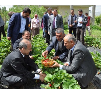 Muş'ta Çilek Hasadı Başladı