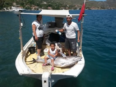 Şanslı Balıkçının Oltasına 60 Kiloluk Orkinos Takıldı
