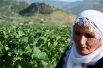 Çilek Tarlasında Çalışarak 7 Yetime Bakıyor