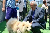 ŞİŞLİ BELEDİYESİ - Doğaseverler Sıracevizliler Parkı'nda Buluştu