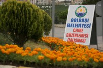FATİH DURUAY - Gölbaşı'nda Yeşil Alanlara 200 Bin Çiçek Dikiliyor
