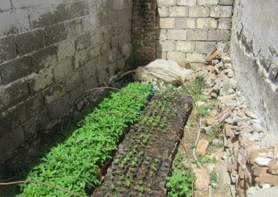 Poşet İçinde Kenevir Yetiştirmiş