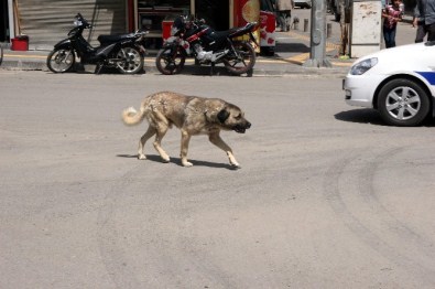 Sokak Köpekleri, Kilislilerin Korkulu Rüyası Oldu