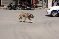 SOKAK KÖPEKLERİ - Sokak Köpekleri, Kilislilerin Korkulu Rüyası Oldu