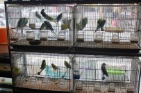 MUHABBET KUŞU - Tekirdağ'da Evcil Hayvanlara İlgi Arttı