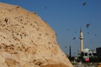 KEPÇE OPERATÖRÜ - Asfalt Şantiyesindeki Kum Yığınları Kırlangıçlara Yuva Oldu
