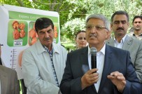 VEDAT DEMİRÖZ - Adilcevaz'da Örnek Ceviz Bahçesi Kuruldu