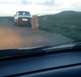 AMATÖR KAMERA - Eşeğe Yapılan Yürekleri Sızlattı