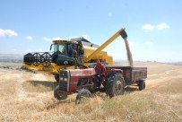 Batman'da Arpa Ve Buğday Hasadı Başladı