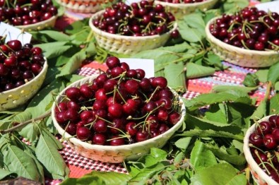 Belenbaşı'nın Kirazları Görücüye Çıktı