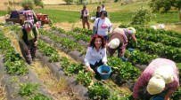 CHP'li Tur Yıldız Biçer, Çilek Tarlasında