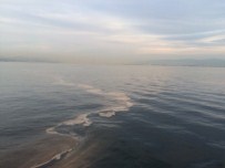 Denizde Kahverengi Tabaka Yalova'da Da Ortaya Çıktı