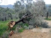AYDIN MENDERES - Dr. Aydın Açıklaması 'Ölümsüz Ağaçlara Ve Yaşama Yapılan Müdahaleleri Kınıyoruz‏”