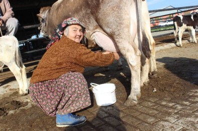 Girişimci Diye Buna Denir, Hiç İneği Yok Yüzlerce Litre Süt Satıyor