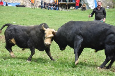 İspir'de 2. Aksu Boğa Güreşleri