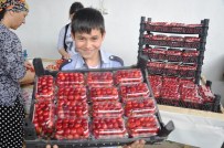 BAĞYURDU - Kemalpaşa'da Kiraz Hasadına Gecikmeli Başlandı