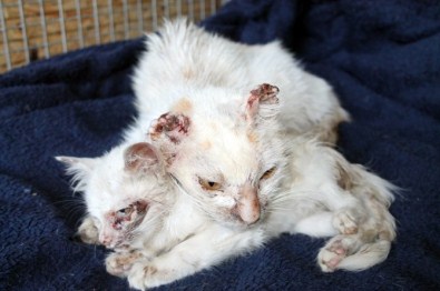 Muğla'da Kulakları Kesilmiş 2 Kedi Bulundu