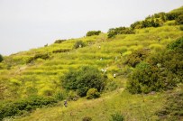 Turgutlu'da 5 Bin Fidan Toprakla Buluştu