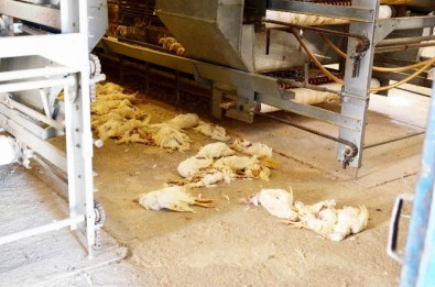 Balıkesir'de Kanatlı Ölümleri Sürüyor