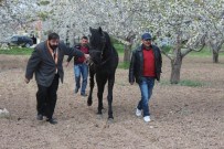 SELÇUKLULAR - Beyşehir'de Rahvan Atlar Kapalı Mekanlarından Çıktı